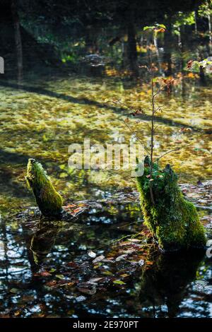 Ein schöner und geheimnisvoller Teich 'Kaminokoike' umgeben von der Natur Und Grün von Hokkaido Stockfoto