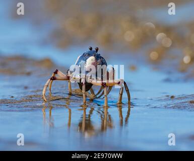 Hellblaue Soldatenkrabbe (Mictyris longicarpus) im Sand am Strand von Beachmere, Queensland, QLD, Australien Stockfoto