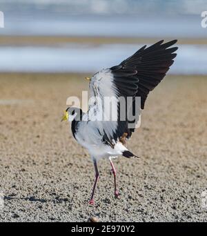 Masked Plover oder Masked Lapwing (Vanellus Miles) Stretching und zeigt seine Flügel Sporn, Beachmere, Queensland, QLD, Australien Stockfoto