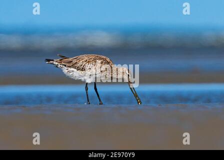 Bartailed Godwit (Limosa lapponica), der am Strand, Beachmere, Queensland, QLD, Australien, durch den Schlamm sieft Stockfoto