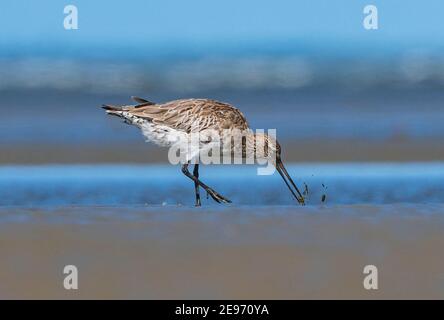 Bartailed Godwit (Limosa lapponica), der am Strand, Beachmere, Queensland, QLD, Australien, durch den Schlamm sieft Stockfoto