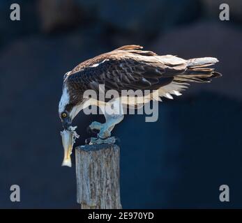 Fischadler (Pandion cristatus), der auf einem Pfosten thront und sich an einem Fisch ernährt, Beachmere, Queensland, QLD, Australien Stockfoto