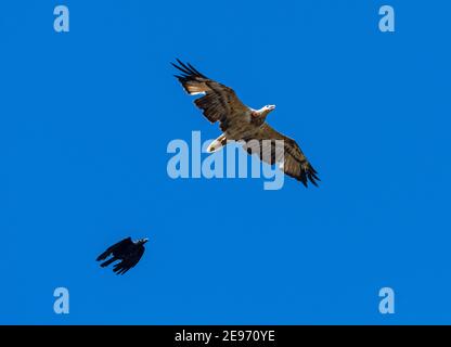 Jungtier Weißbauchseeadler (Haliaeetus leucogaster), der von einer Torresian Crow (Corvus orru), Beachmere, Queensland, QLD, Australien, gedrängt wird Stockfoto