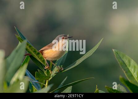 Der ashige prinia oder ashige Wrensänger ist ein kleiner Waldsänger aus der Familie Cisticolidae. Stockfoto