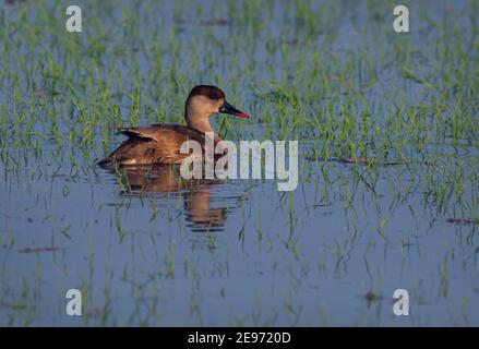 Die Rotschurmpappe ist eine große Taucherente. Der wissenschaftliche Name leitet sich vom Griechischen Netta 'Duck' und dem Lateinischen rufina, 'golden-rot Stockfoto