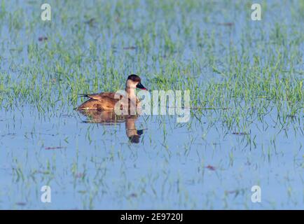 Die Rotschurmpappe ist eine große Taucherente. Der wissenschaftliche Name leitet sich vom Griechischen Netta 'Duck' und dem Lateinischen rufina, 'golden-rot Stockfoto