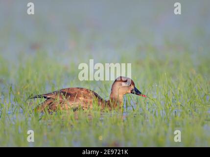 Die Rotschurmpappe ist eine große Taucherente. Der wissenschaftliche Name leitet sich vom Griechischen Netta 'Duck' und dem Lateinischen rufina, 'golden-rot Stockfoto