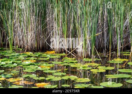 Landschaft am Wasser Blick auf einen malerischen Seeufer mit Seerosen Pads, hohes Gras, und Datteln, an einem sonnigen Sommertag Stockfoto