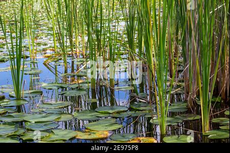 Landschaft am Wasser Blick auf einen malerischen Seeufer mit Seerosen Pads, hohes Gras, und Datteln, an einem sonnigen Sommertag Stockfoto