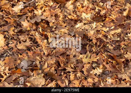 Full Frame abstrakte Textur Hintergrund von trocken gefallen Eiche Baum Blätter auf dem Boden einer Waldlandschaft auf einem Sonniger Herbsttag Stockfoto