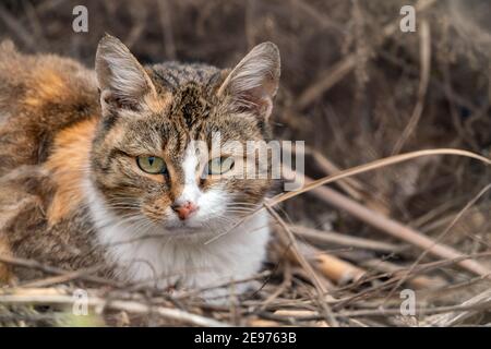 Porträt einer dreifarbigen niedlichen Hauskatze Stockfoto