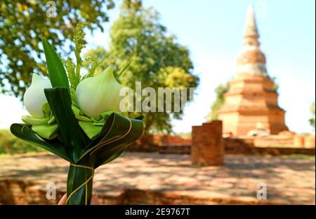 Nahaufnahme ein Blumenstrauß von Lotusblumen für die Darbringung mit verschwommener alter Pagode der Wat Phra Ngam Tempelruinen im Hintergrund, Ayutthaya, Thailand Stockfoto