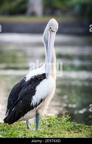 Australische Pelikane stehen am Rand des Wasserlochs und vernähren ihre Flügelfedern an den Centenary Lakes in Cairns, Queensland. Stockfoto