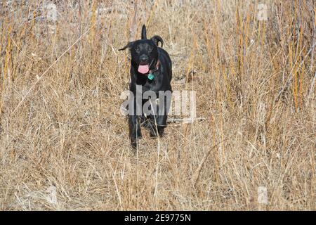 Schwarzer Labrador Retriever läuft Stockfoto