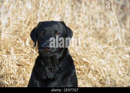 Schwarze Labrador Retriever Porträt Stockfoto