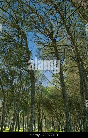 Hoher Kiefernwald von unten im Nationalpark Doñana, EL Rocío, Andalusien, Spanien Stockfoto