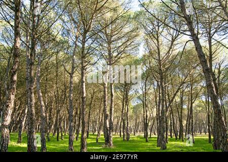 Kiefernwald im Nationalpark Doñana, EL Rocío, Almonte, Andalusien, Spanien Stockfoto