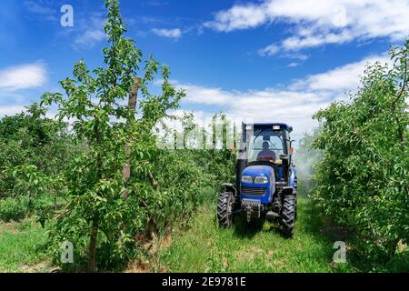 Landwirt Fährt Traktor Durch Apple Orchard. Blauer Himmel mit Wolken über Traktor in Obstgarten. Stockfoto