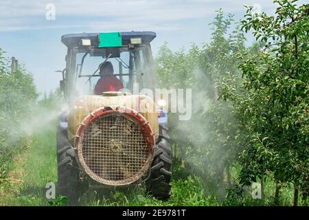 Landwirt fährt Traktor durch Apple Orchard im Frühling. Apfelbaum Sprühen mit einem Traktor. Stockfoto