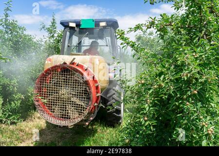 Landwirt Fährt Traktor Durch Apple Orchard. Apfelbaum Sprühen mit einem Traktor. Landwirt sprüht Bäume mit giftigen Pestiziden oder Insektiziden. Stockfoto