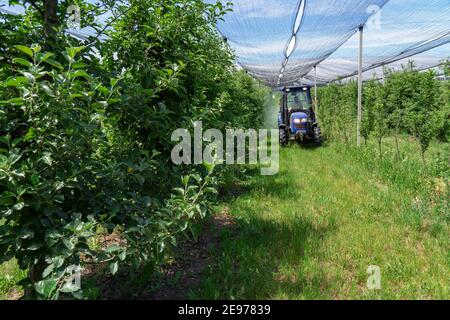 Landwirt Fährt Traktor Durch Apple Orchard. Apfelbaum Sprühen mit einem Traktor. Landwirt sprüht Bäume mit giftigen Pestiziden oder Insektiziden. Stockfoto