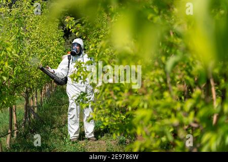 Mann in Deckeln mit Gasmaske Spraying Fruit Orchard. Bauer sprüht Bäume mit giftigen Pestiziden oder Insektizid. Stockfoto