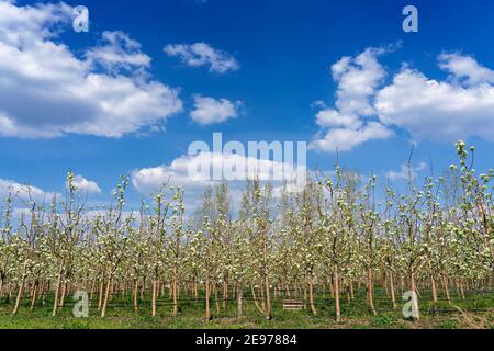 Frühlingsszene in Blooming Orchard. Tropfbewässerung im blühenden Birnengarten. Birnenblüte - Weiße Birnenblüten blühen auf dem Baum. Stockfoto
