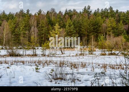 Moorland bei amaliendorf in der niederösterreichischen Region waldviertel Stockfoto