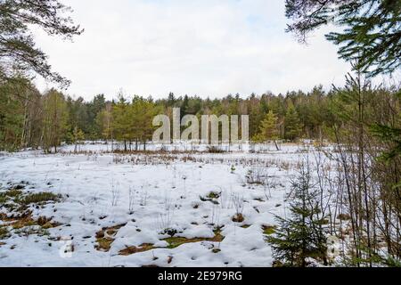 Moorland bei amaliendorf in der niederösterreichischen Region waldviertel Stockfoto