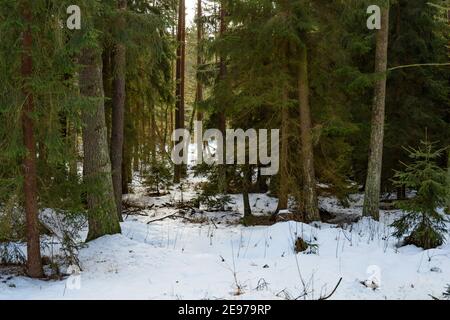 Moorland bei amaliendorf in der niederösterreichischen Region waldviertel Stockfoto