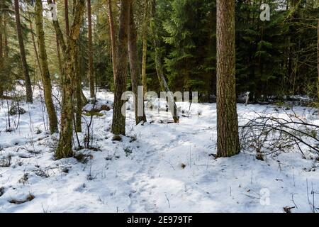 Moorland bei amaliendorf in der niederösterreichischen Region waldviertel Stockfoto