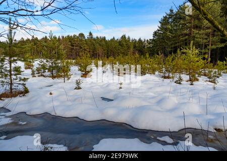 Moorland bei amaliendorf in der niederösterreichischen Region waldviertel Stockfoto