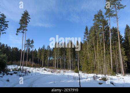 Fichtenwald im niederösterreichischen waldviertel Stockfoto