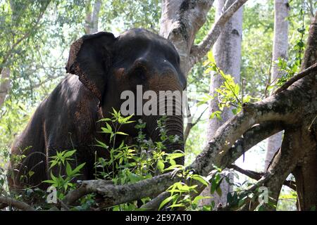 Ein indischer Elefant (Elephas maximus indicus) in der Nähe von Kanchanaburi, Thailand, der im Wald zwischen den überhängenden Bäumen spaziert Stockfoto