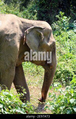 Ein indischer Elefant (Elephas maximus indicus) in der Nähe von Kanchanaburi, Thailand beim Wandern im Wald Stockfoto