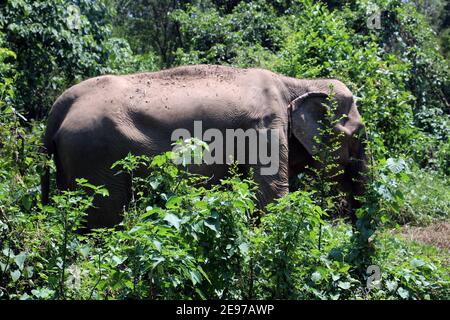 Ein indischer Elefant (Elephas maximus indicus) in der Nähe von Kanchanaburi, Thailand beim Wandern im niedrigen Wald Stockfoto