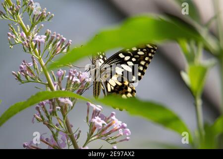 Eine unbekannte Schwalbe schwänzt Schmetterling Fütterung von blass rosa Blüten Stockfoto