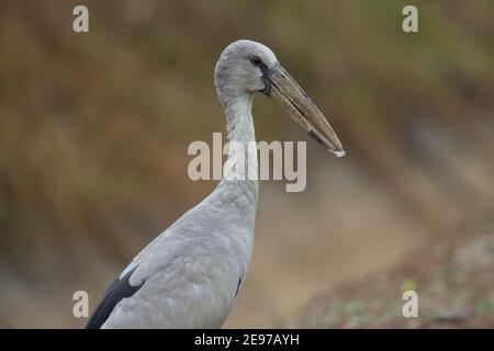 Asiatischer Storch (Anastomus oscitans) Ein asiatischer offener Schnabelstorch im Profil mit einem natürlichen Grüner Hintergrund Stockfoto