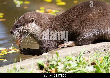 Asiatischer Kleinklatschotter (Aonyx cinereus) Ein asiatischer kleiner Krallenotter am Flussufer mit Ein Fisch Stockfoto