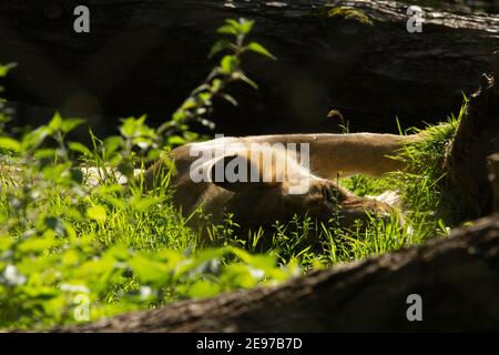 Asiatischer Löwe (Panthera leo persica) Ein weiblicher asiatischer Löwe, der auf ihrer Seite in der ruht Sonnenschein Stockfoto