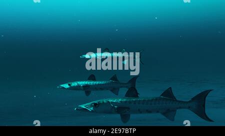 Nahaufnahme von drei Barracuda-Fischen, die im tiefblauen Meerwasser schwimmen, Unterwasserszene von Barracuda-Fischen, Schönheit des Meereslebens , 4K hohe Qualität. Stockfoto