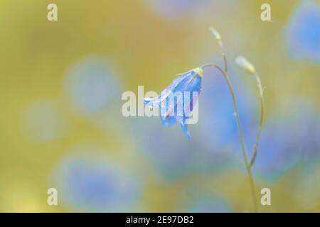 Blume campanula patula, wild blühende Pflanze, schöne lila Verbreitung Glockenblume in Blüte, Sommerzeit auf Wiese, Europa, Tschechische Republik Stockfoto