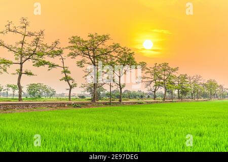 Schöne Bombax Ceiba Baum blüht im Frühling Sonnenuntergang Himmel. Diese Blume wirkt als Medizin zur Behandlung von Entzündungen, Entgiftung, Antiseptikum, Blutkreislauf Stockfoto