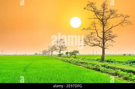 Schöne Bombax Ceiba Baum blüht im Frühling Sonnenuntergang Himmel. Diese Blume wirkt als Medizin zur Behandlung von Entzündungen, Entgiftung, Antiseptikum, Blutkreislauf Stockfoto