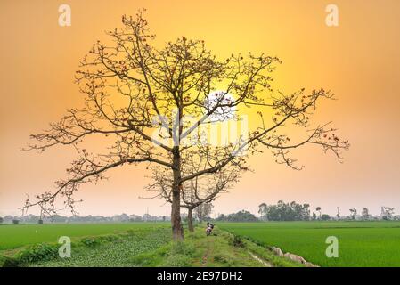 Schöne Bombax Ceiba Baum blüht im Frühling Sonnenuntergang Himmel. Diese Blume wirkt als Medizin zur Behandlung von Entzündungen, Entgiftung, Antiseptikum, Blutkreislauf Stockfoto