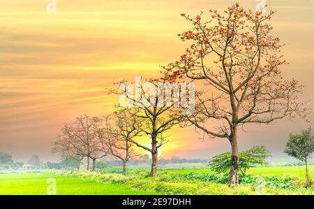 Schöne Bombax Ceiba Baum blüht im Frühling Sonnenuntergang Himmel. Diese Blume wirkt als Medizin zur Behandlung von Entzündungen, Entgiftung, Antiseptikum, Blutkreislauf Stockfoto