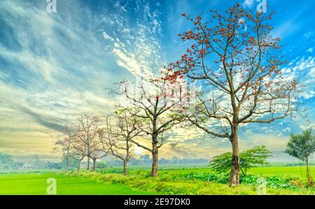 Schöne Bombax Ceiba Baum blüht im Frühling Sonnenuntergang Himmel. Diese Blume wirkt als Medizin zur Behandlung von Entzündungen, Entgiftung, Antiseptikum, Blutkreislauf Stockfoto