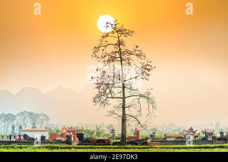 Schöne Bombax Ceiba Baum blüht im Frühling Sonnenuntergang Himmel. Diese Blume wirkt als Medizin zur Behandlung von Entzündungen, Entgiftung, Antiseptikum, Blutkreislauf Stockfoto