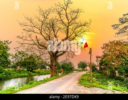 Schöne Bombax Ceiba Baum blüht im Frühling Sonnenuntergang Himmel. Diese Blume wirkt als Medizin zur Behandlung von Entzündungen, Entgiftung, Antiseptikum, Blutkreislauf Stockfoto