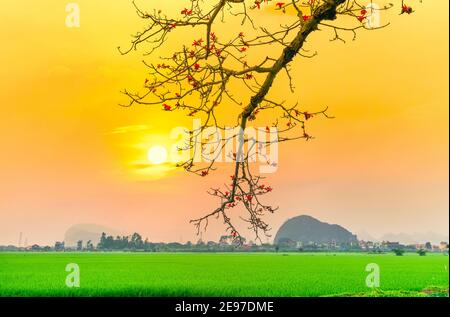 Schöne Bombax Ceiba Baum blüht im Frühling Sonnenuntergang Himmel. Diese Blume wirkt als Medizin zur Behandlung von Entzündungen, Entgiftung, Antiseptikum, Blutkreislauf Stockfoto